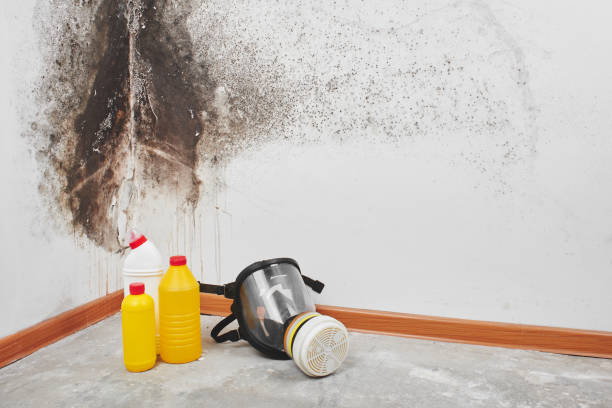 Best Crawl Space Mold Removal  in Gravette, AR