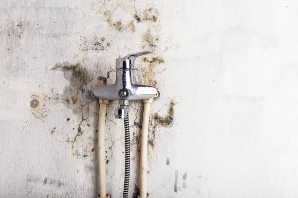 Reliable Gravette, AR Mold Removal Solutions