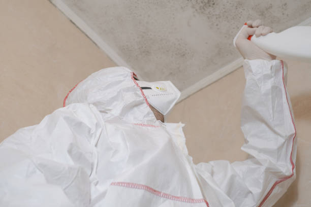 Best Mold Remediation  in Gravette, AR