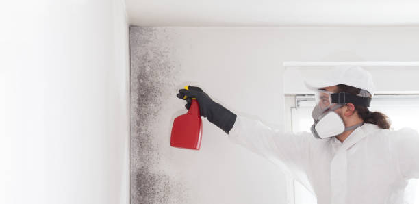 Best Mold Remediation Services  in Gravette, AR
