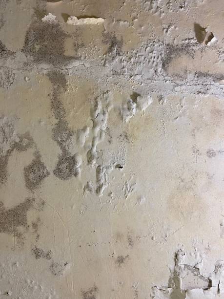 Best Mold Remediation  in Gravette, AR