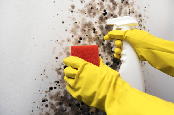 Best Mold Remediation Services  in Gravette, AR
