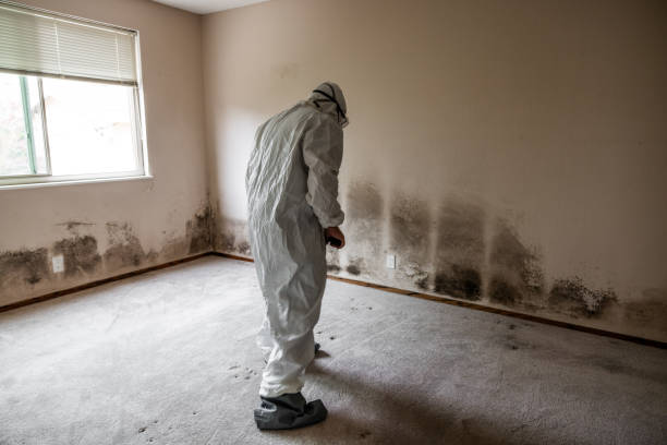 Best Commercial Mold Removal  in Gravette, AR