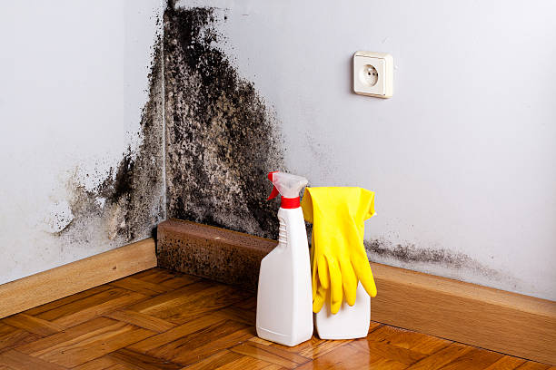 Best Certified Mold Removal  in Gravette, AR