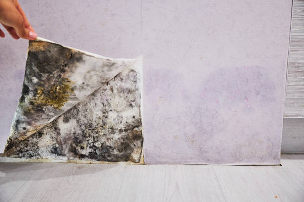 Best Local Mold Removal Service  in Gravette, AR